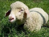 Ovce - zpracování ovčího rouna
